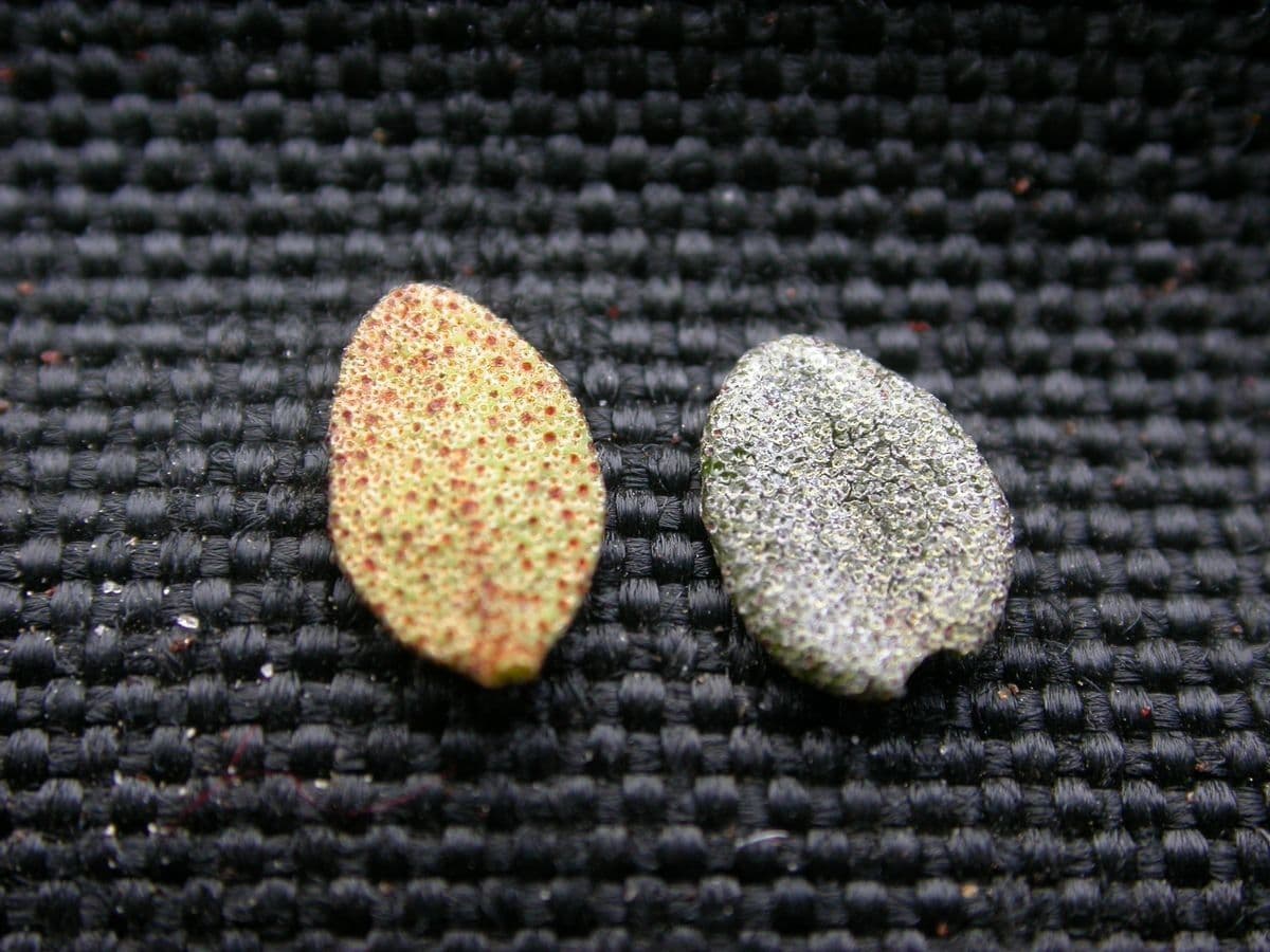 Alpenrose 8
