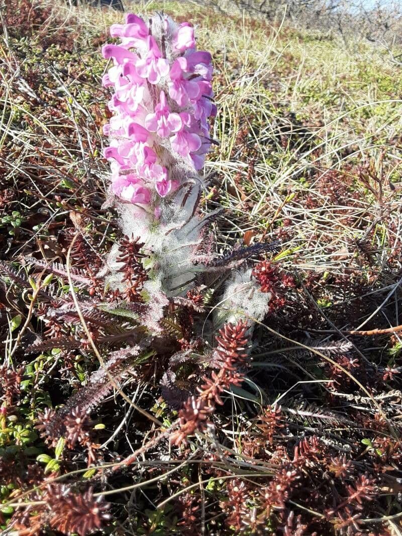 Pediculare lanata