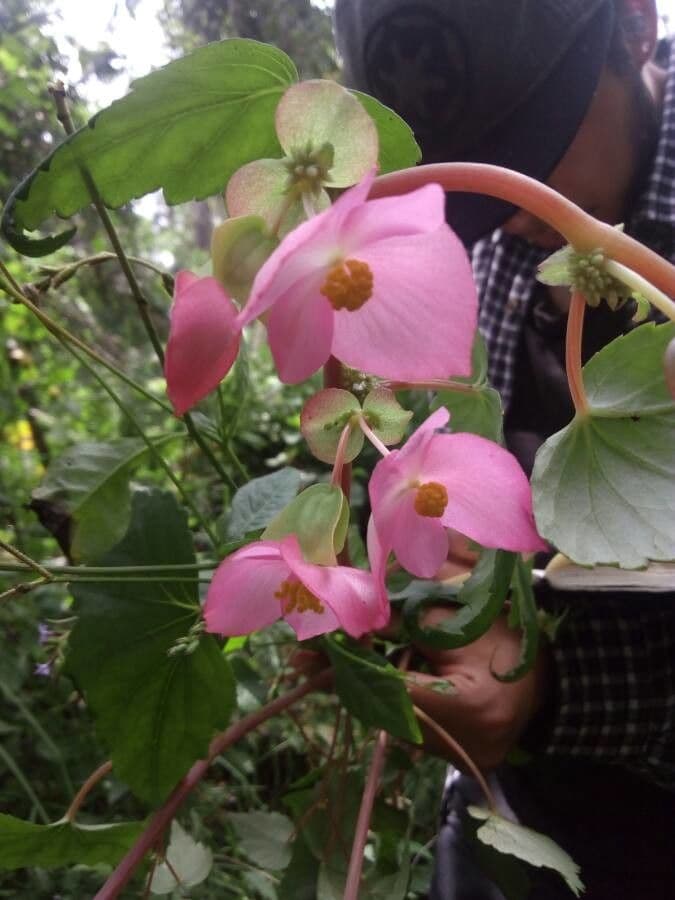 Begonia gracile 5