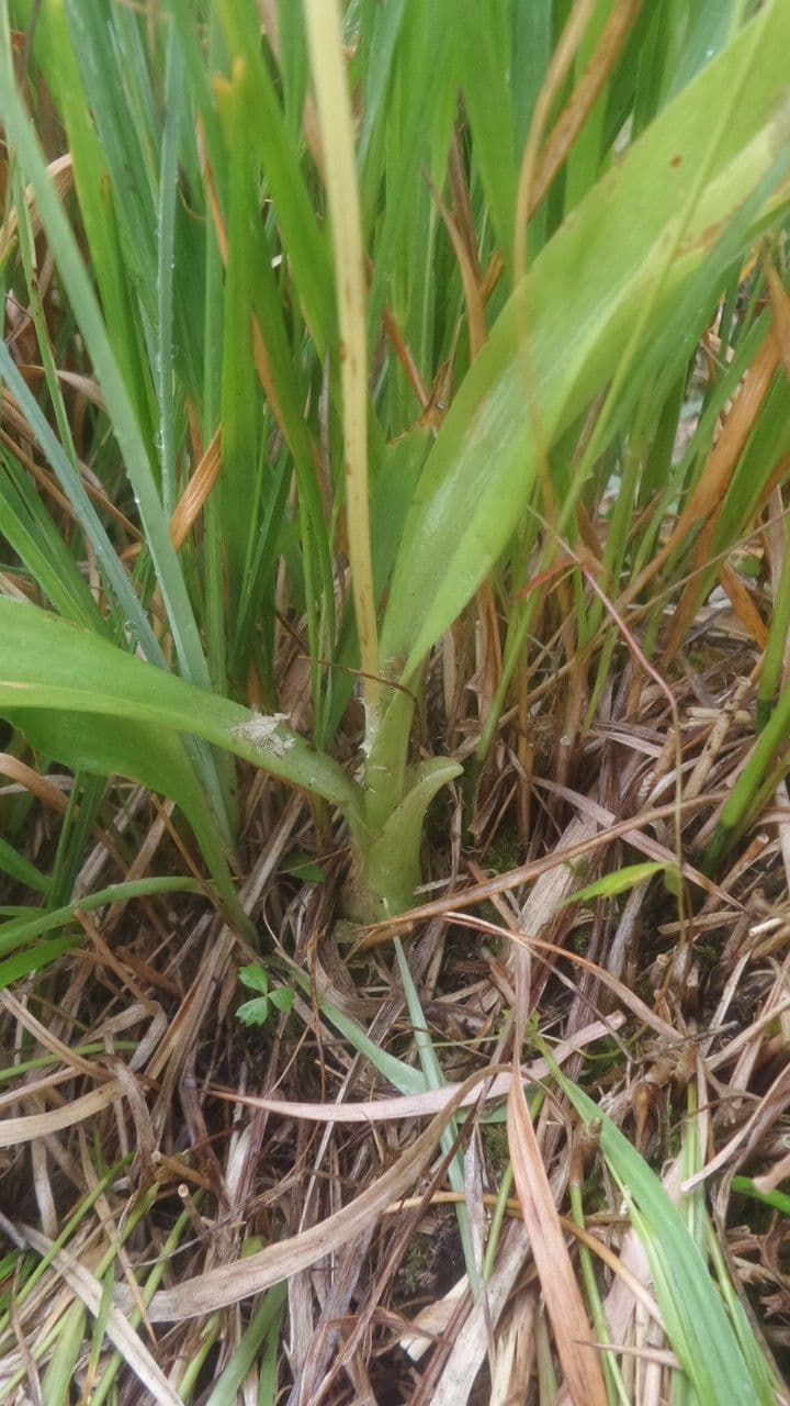 Liparide 19