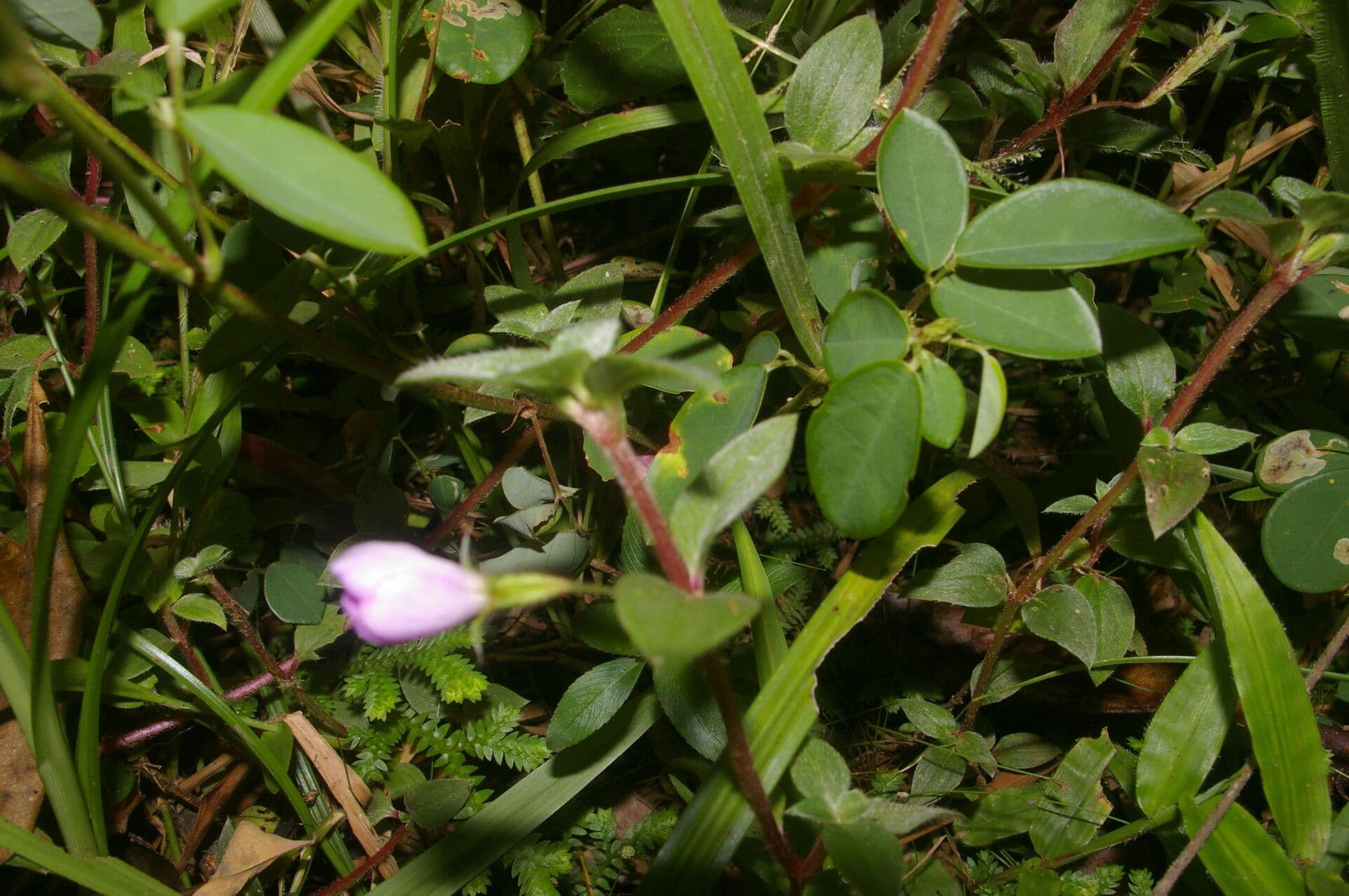 Pilocosta 3