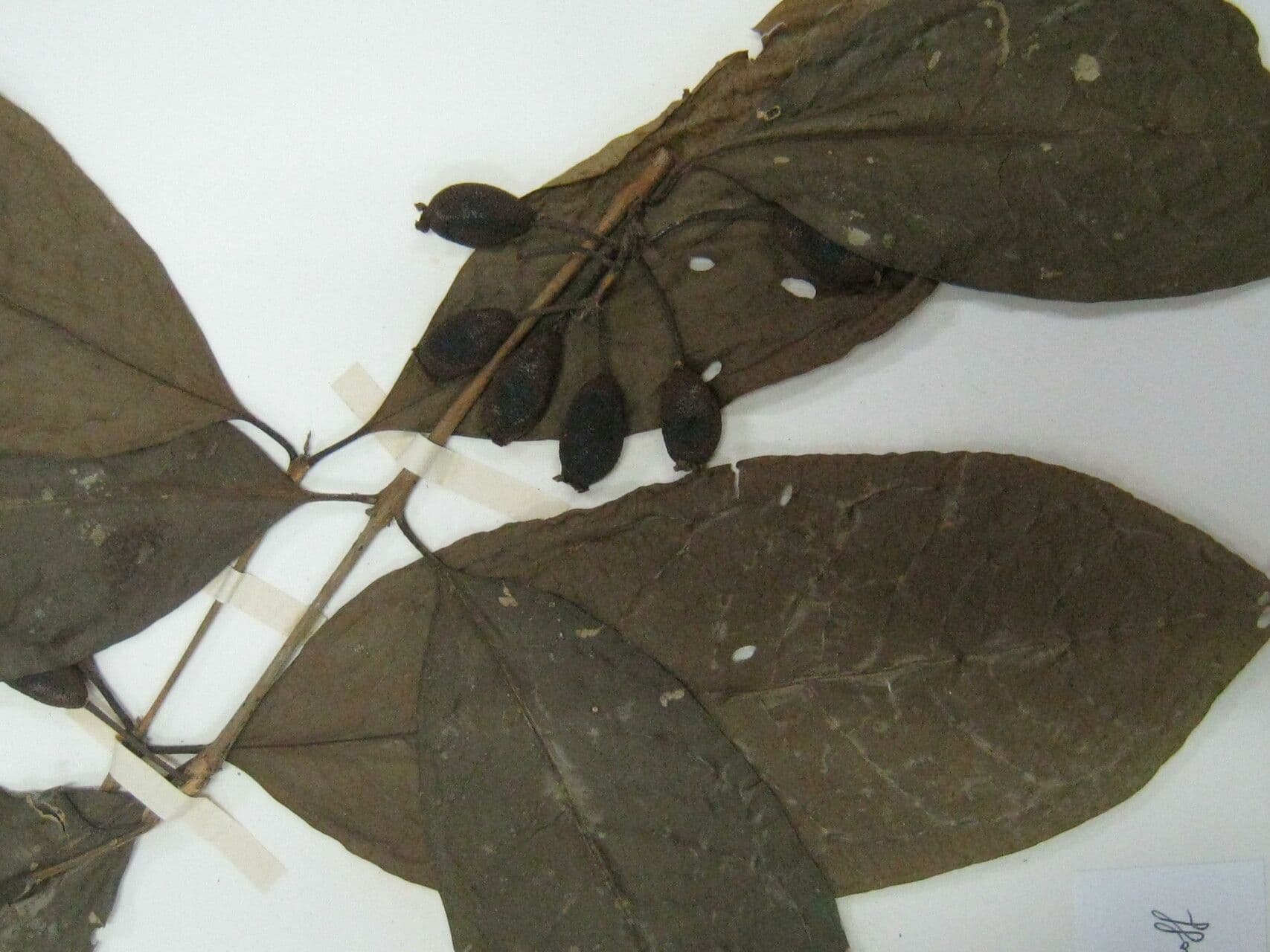 Eugenia 7