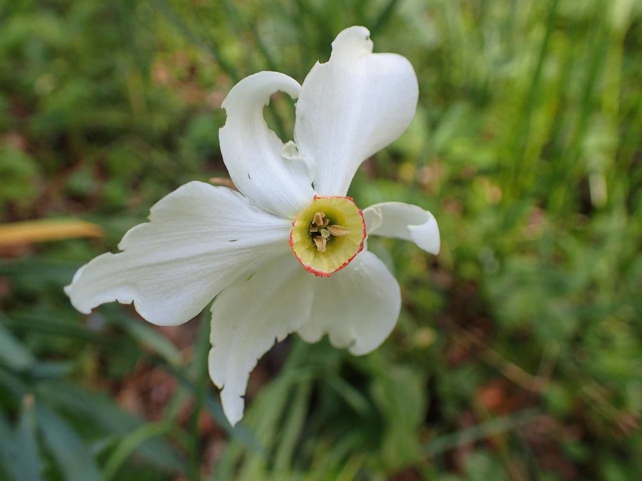 Narciso selvatico 8