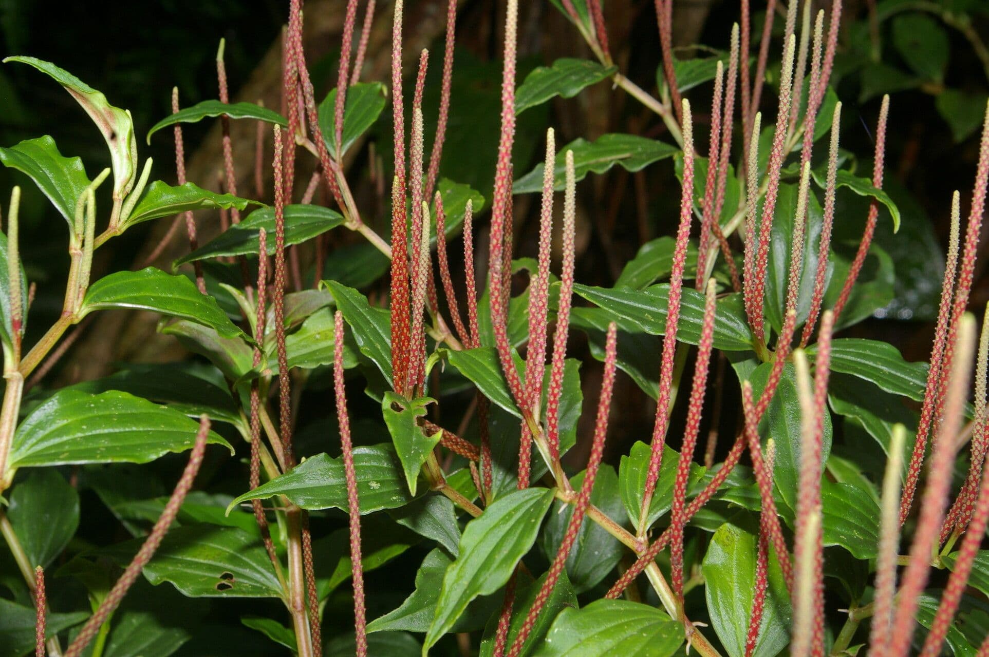 Peperomia 2