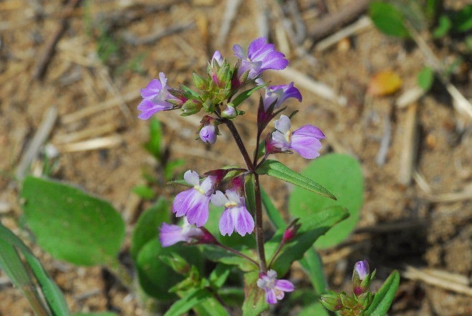 Collinsia viola 8