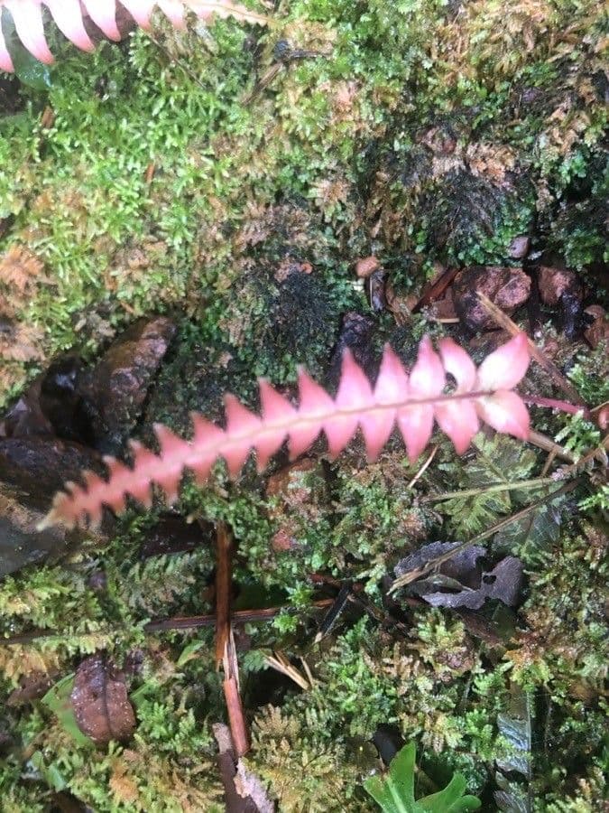 Blechnum polypodioides 5