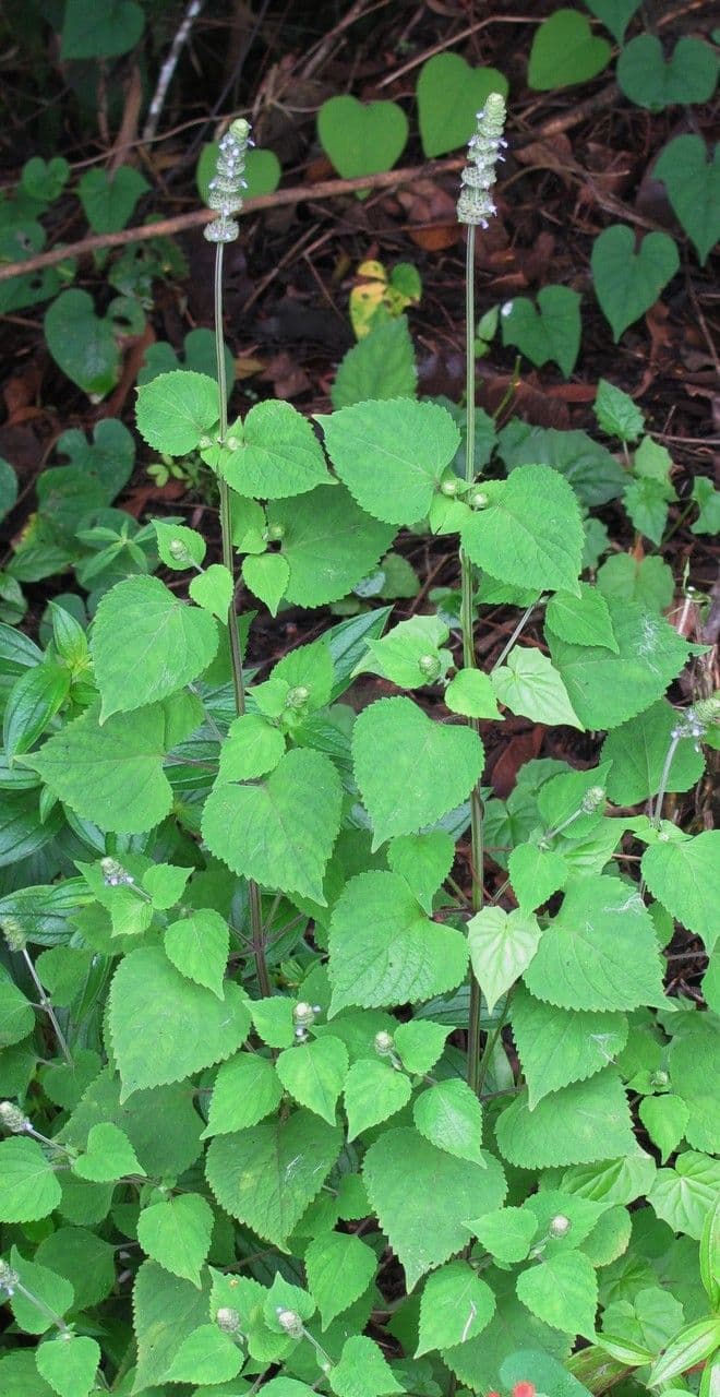 Salbei 3