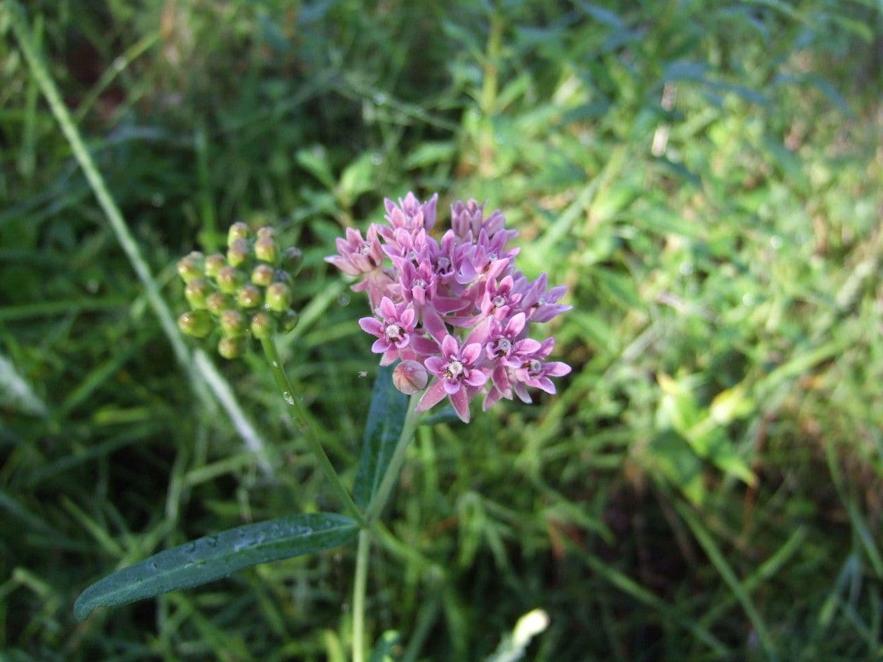 Asclepias rossa 2