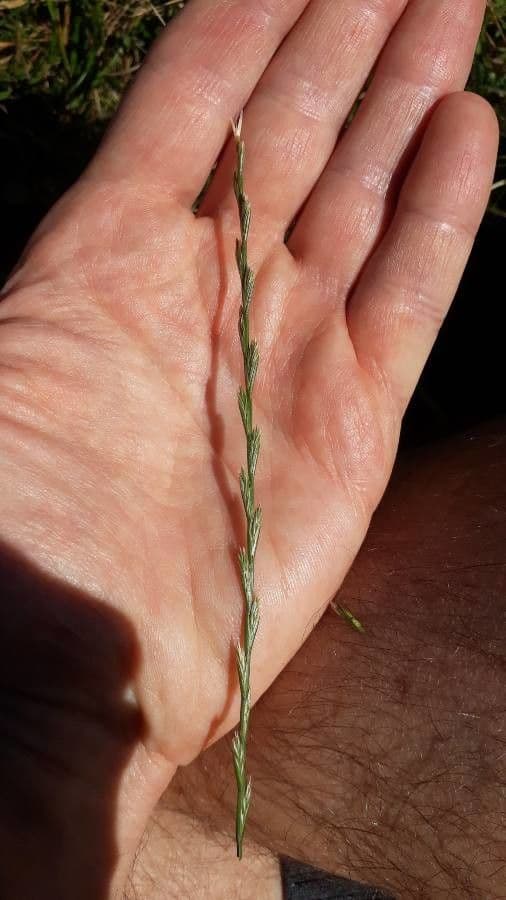 Festuca di Lachenal
