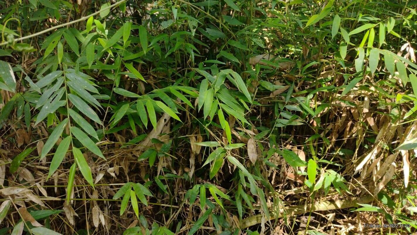Bambù del Bengala