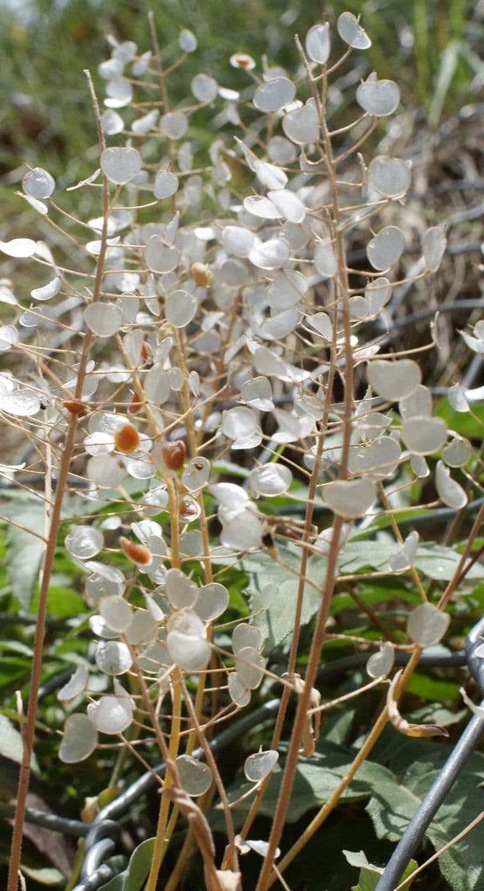 Aurinia saxatilis 29