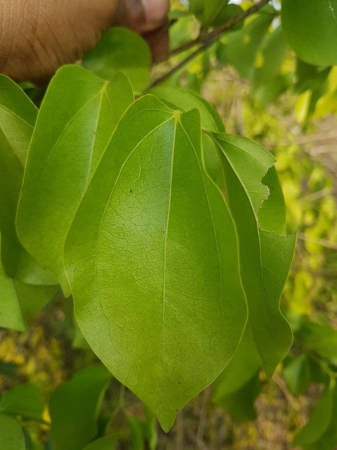 Strychninetree 13