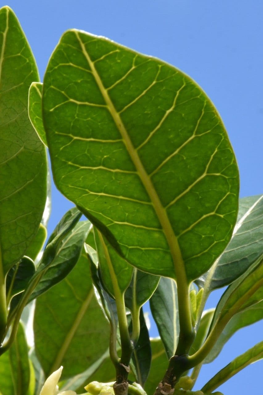 Tabernaemontana persicariifolia 9