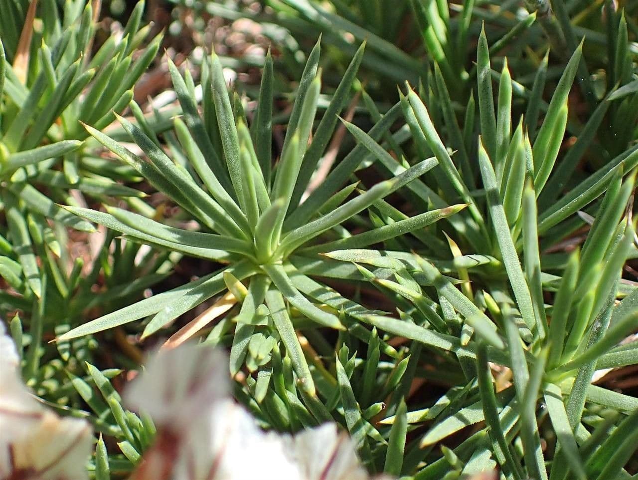 Acantholimon 10