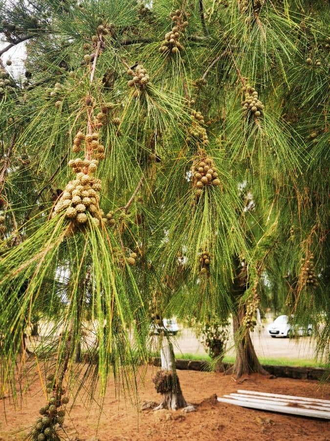 Casuarina equisetifolia 18