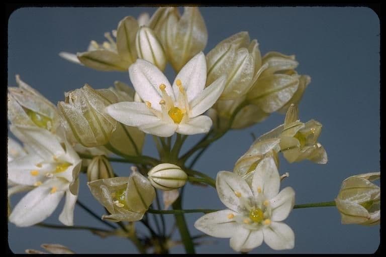 Triteleia giacinto 8