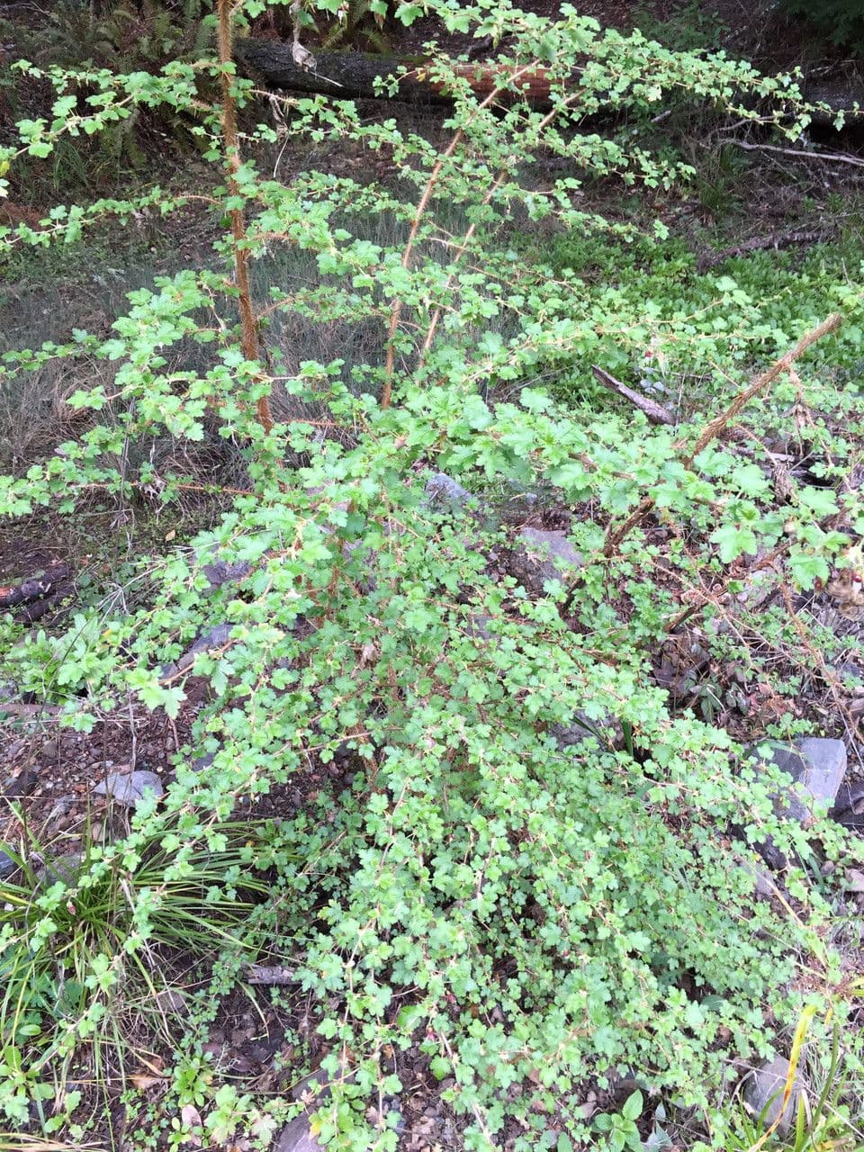 Ribes di Menzies 12