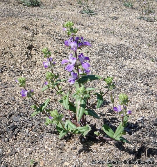 Collinsia concolor 9