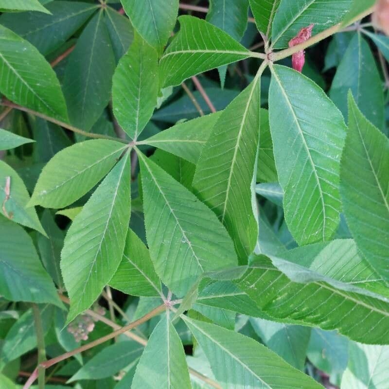 Ippocastano rosso 20