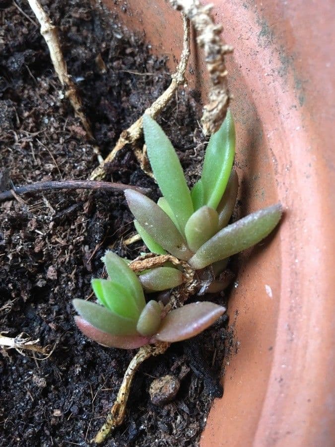 Pianta di ghiaccio 11