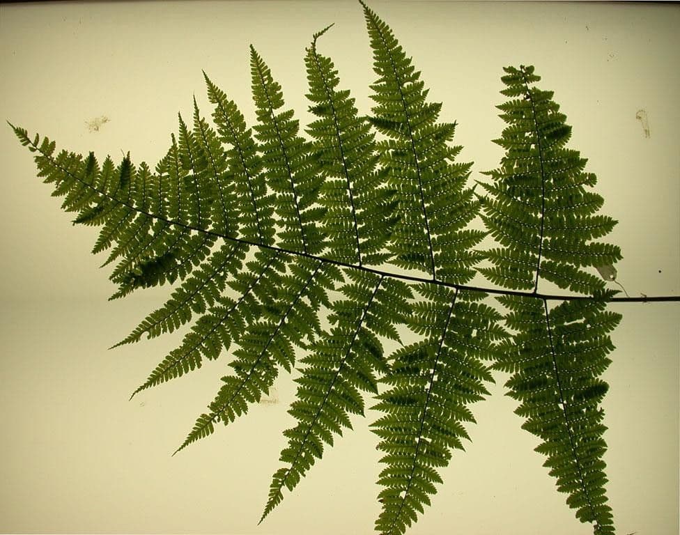 Polybotrya 5