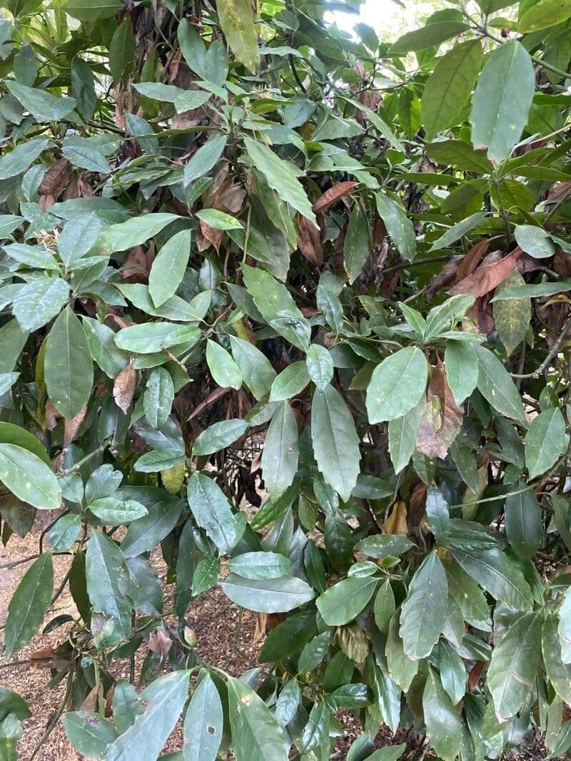 Aucuba cinese 6