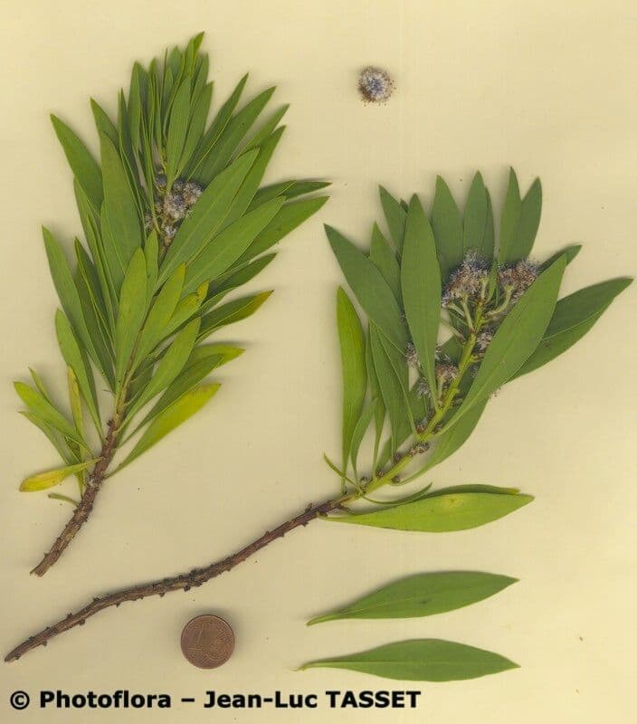Globularia salicina 21