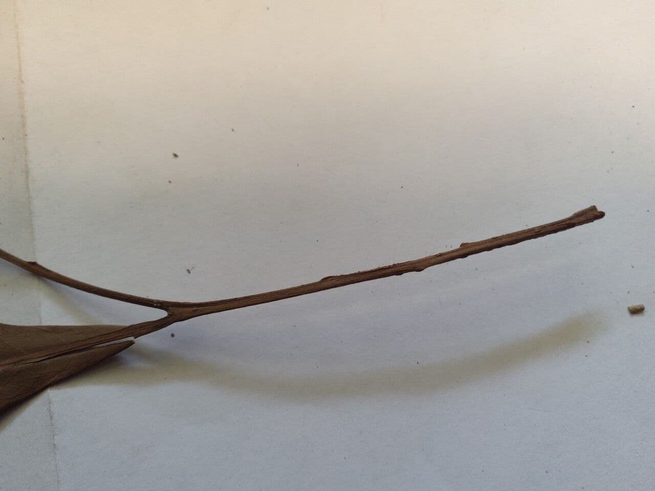 Trichilia