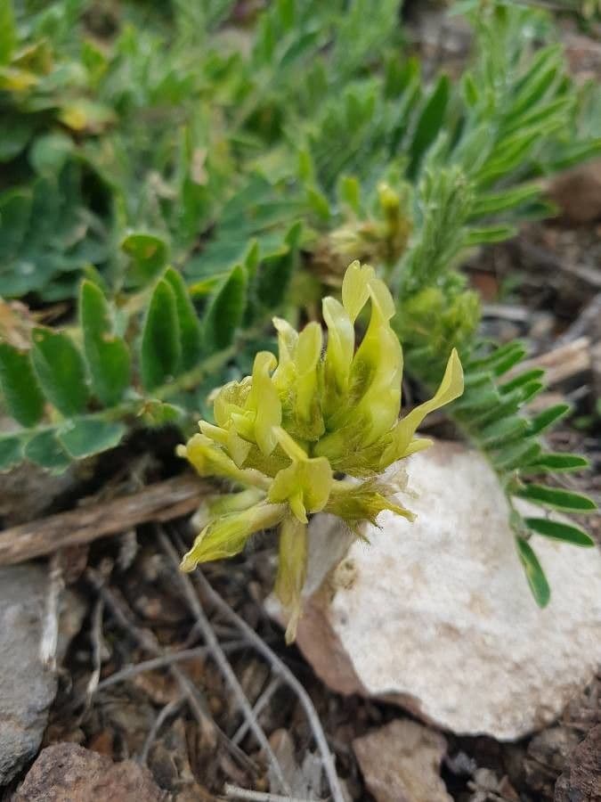 Astrágalo de flor brillante 3