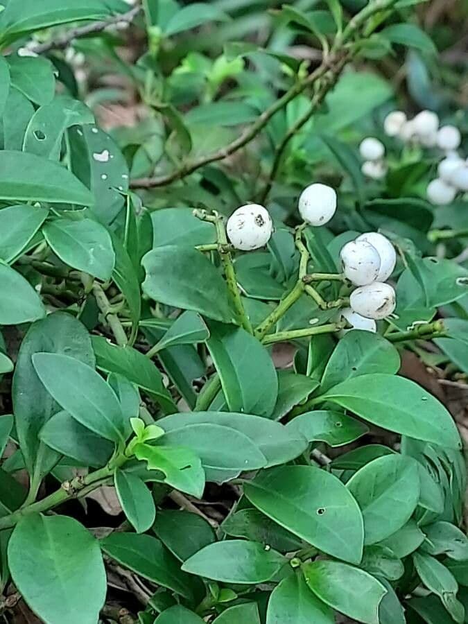 Psicotria serpens