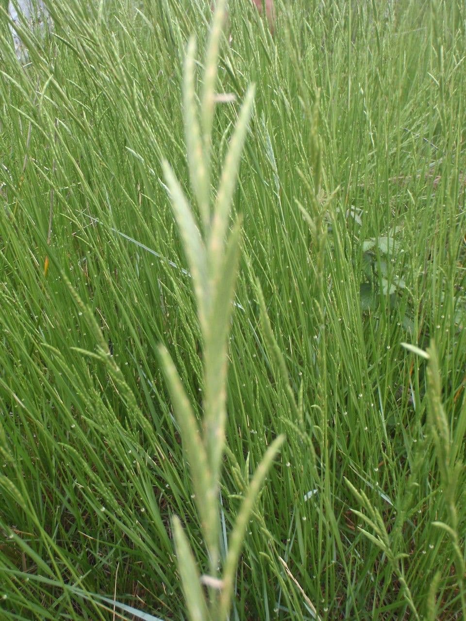 Brachypode phénicoïde 12