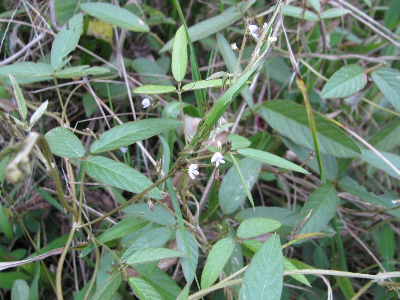 Teramnus uncinatus 9