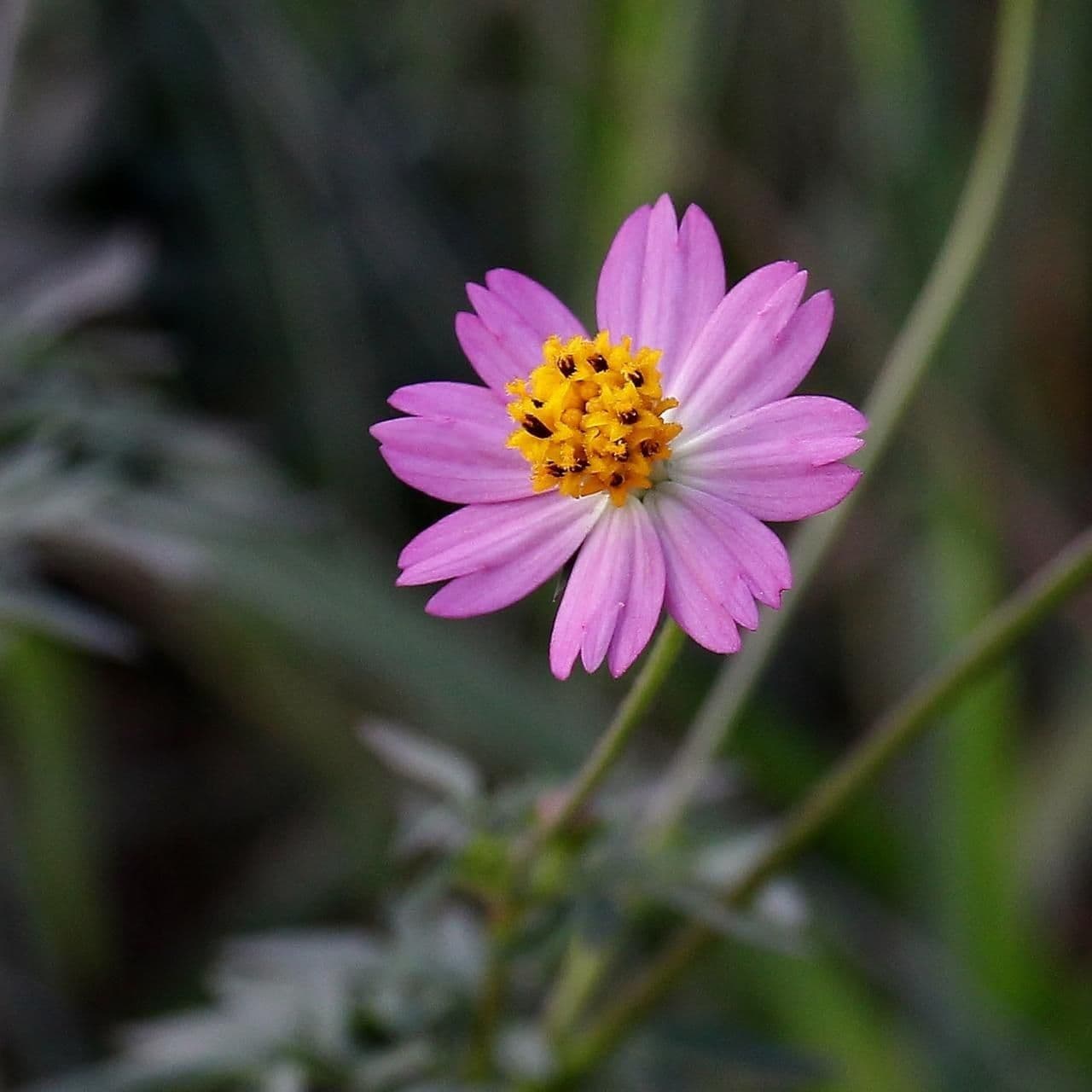 Cosmos 8