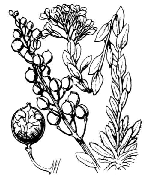 Alyssoides utriculata 22