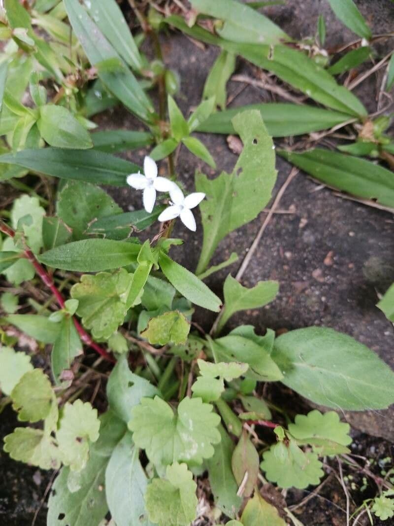 Houstonia micrantha 5
