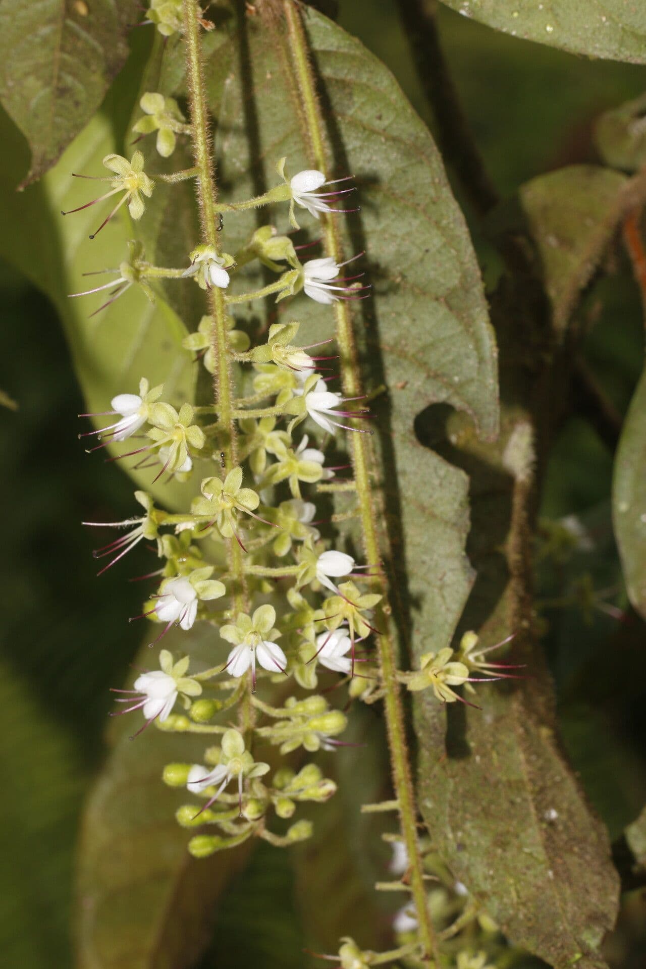Hirtella 3