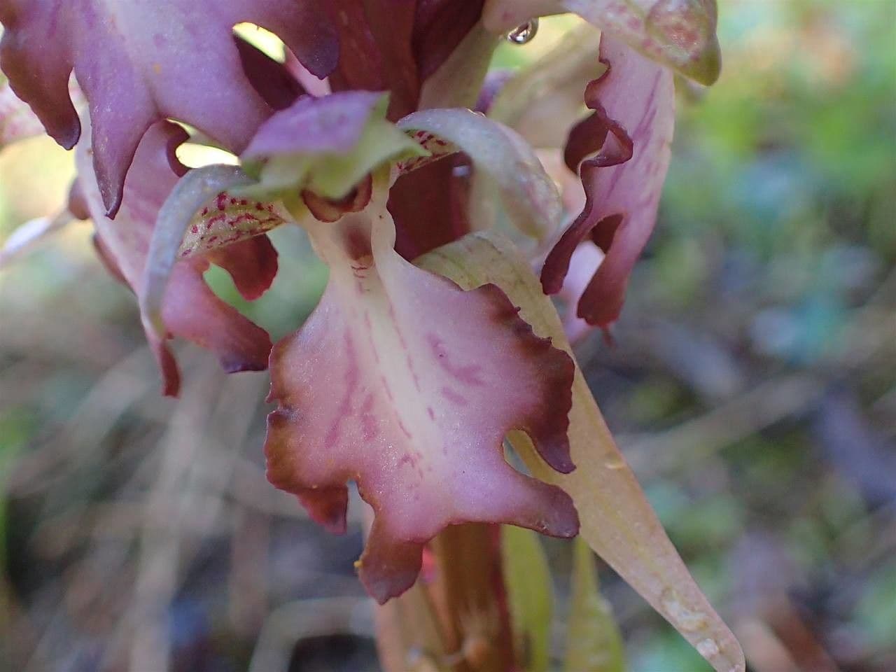 Orchis géant 4