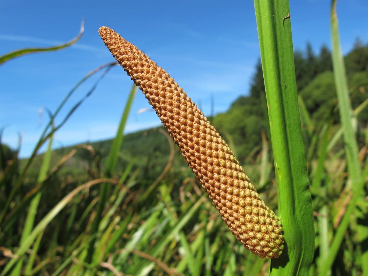 Calamo aromatico 5