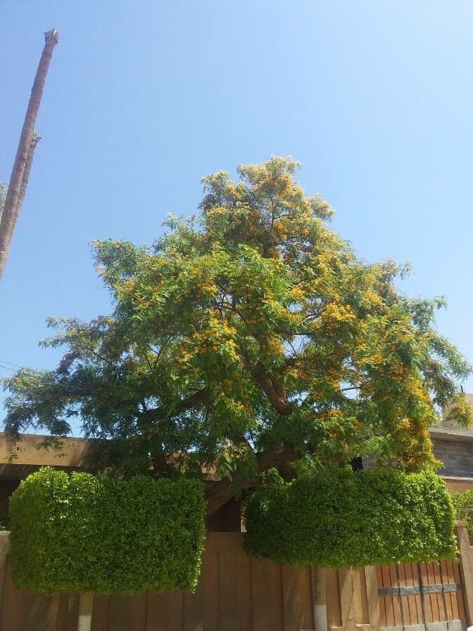 Tipu-Baum 11