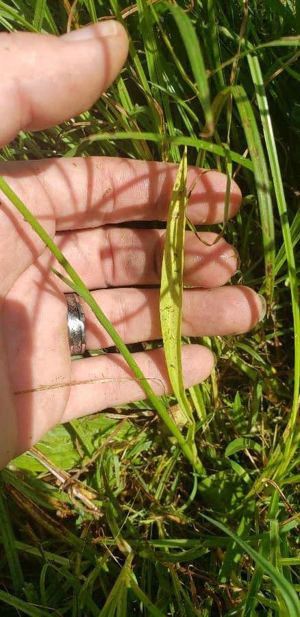 Spiranthes lacera 12