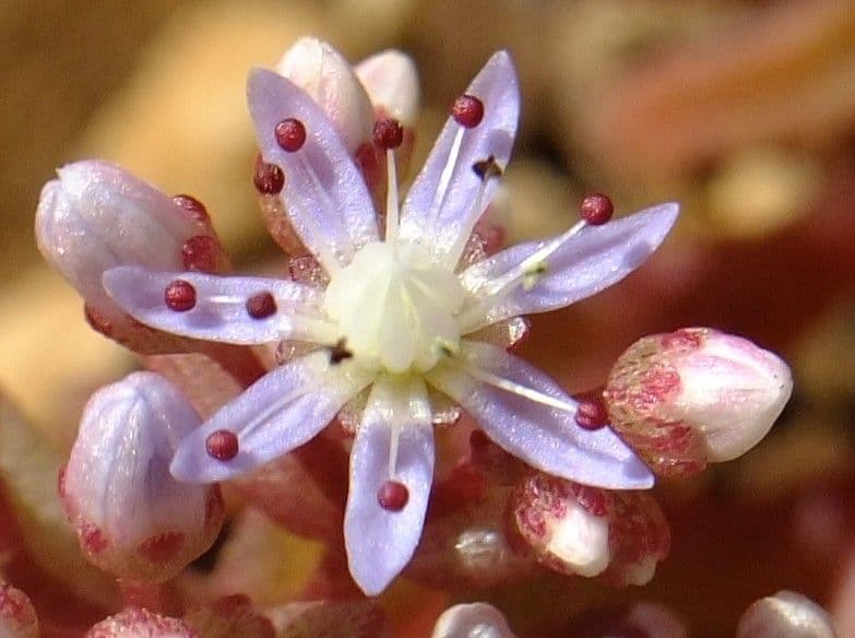 Borracina cerulea 2