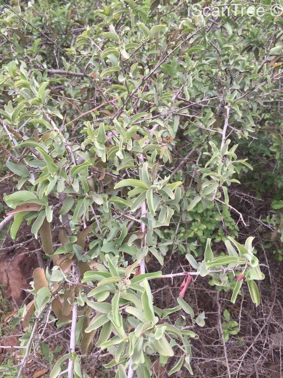 Ximenia caffra 5