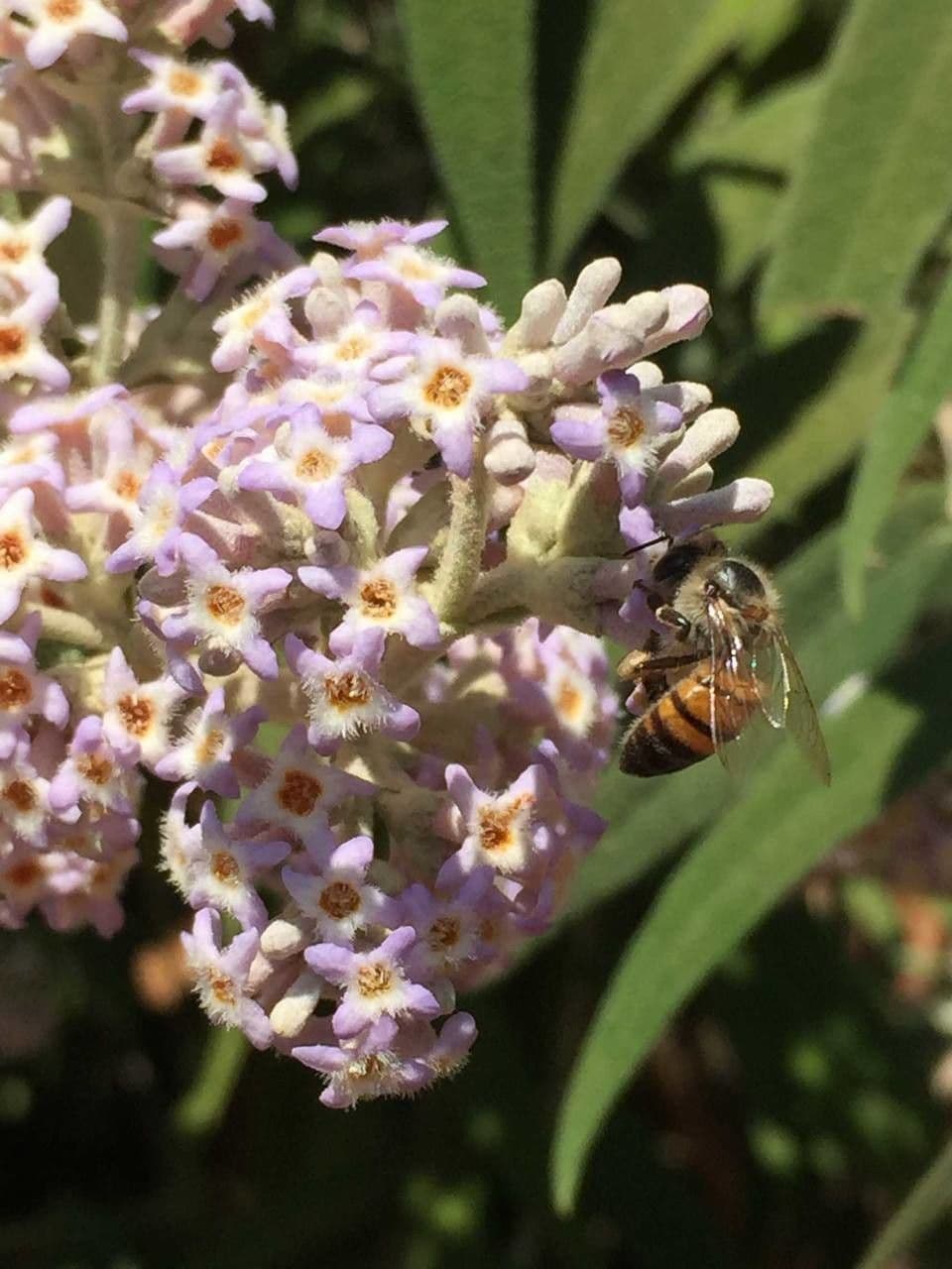 Salbei-Buddleie 3