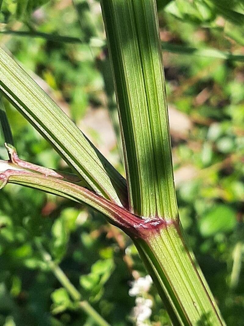 Finocchio acquatico 22