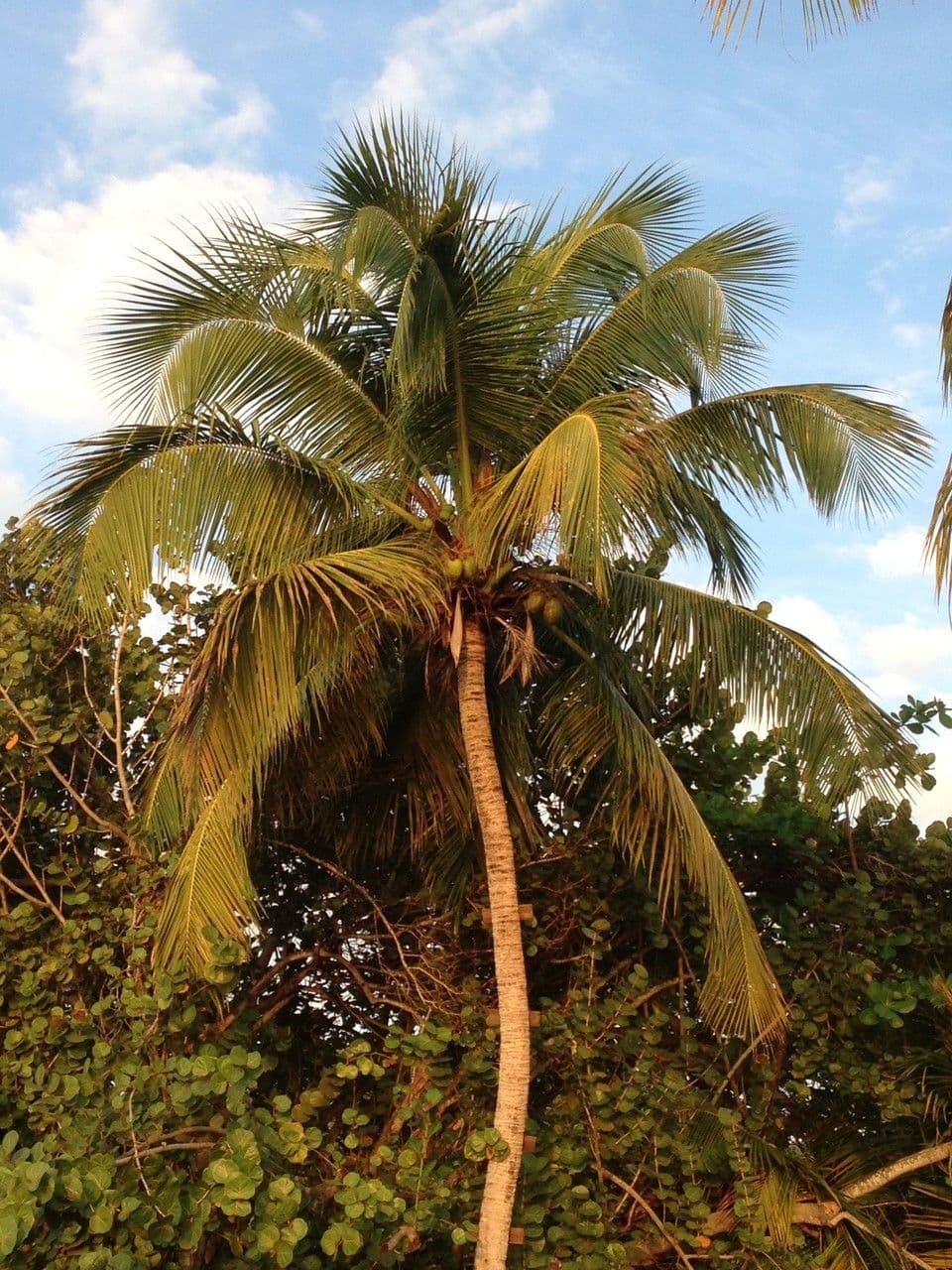 Cocotier 14