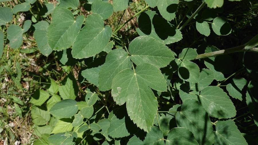 Broadleaf sermountain 20