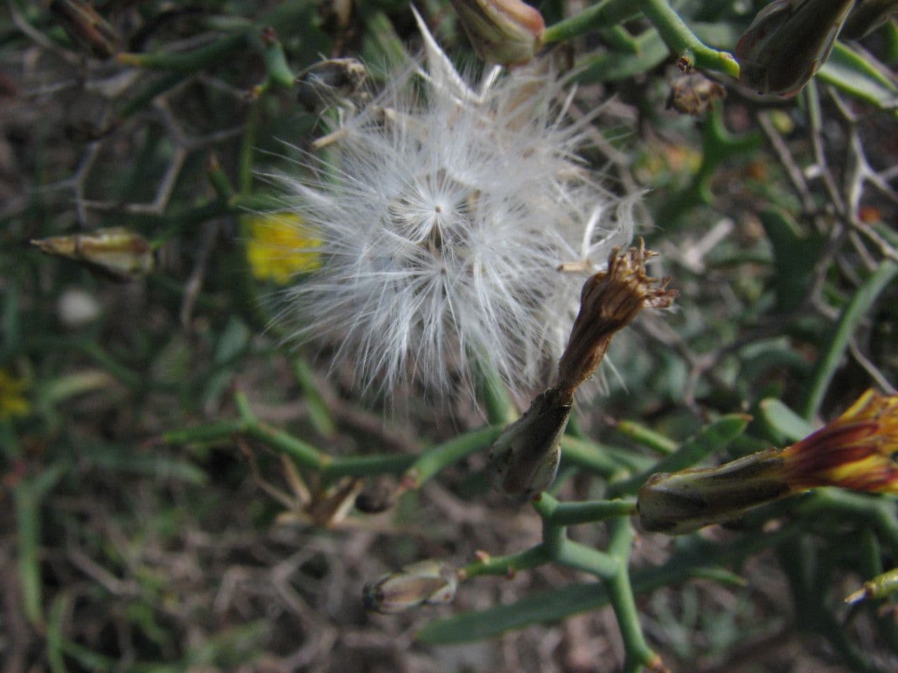 Launaea arborea 3