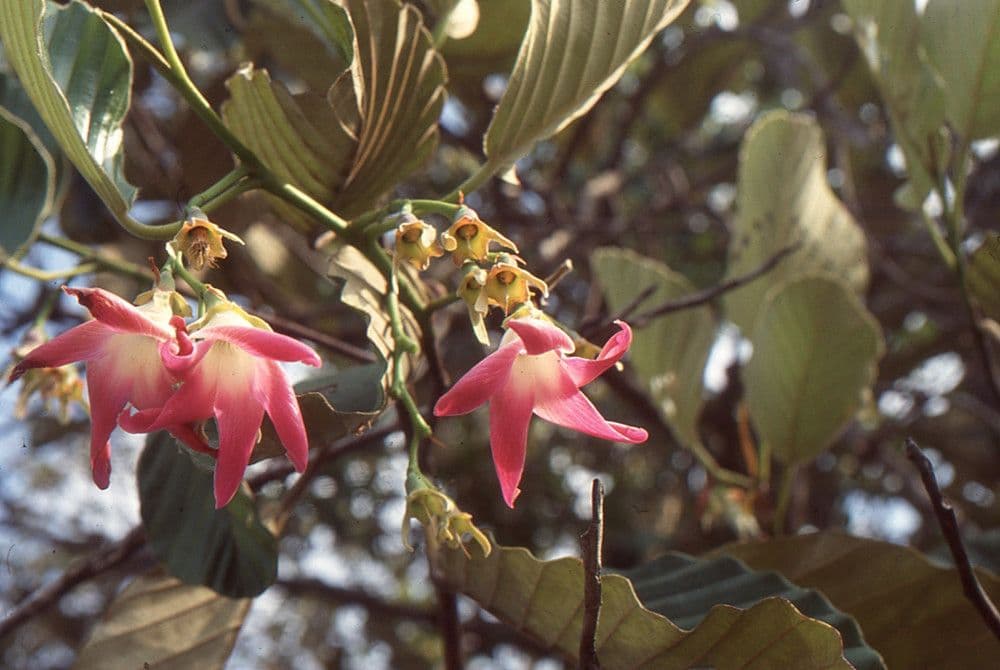 Dipterocarpus 3