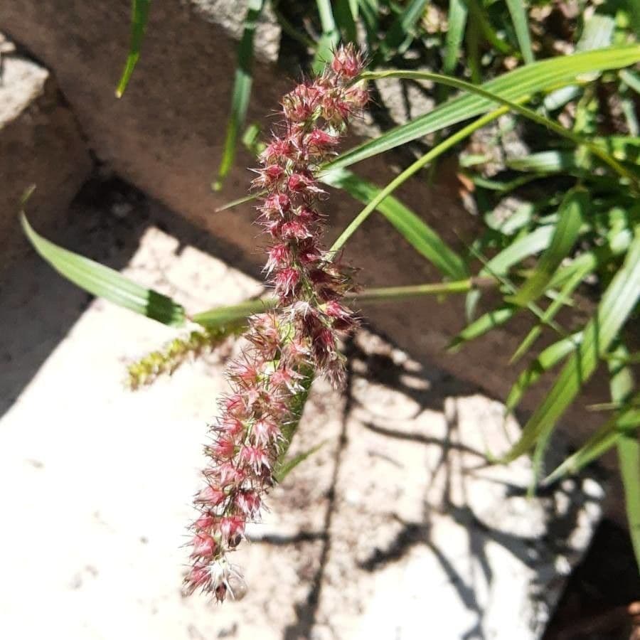 Echinolaena inflexa 6