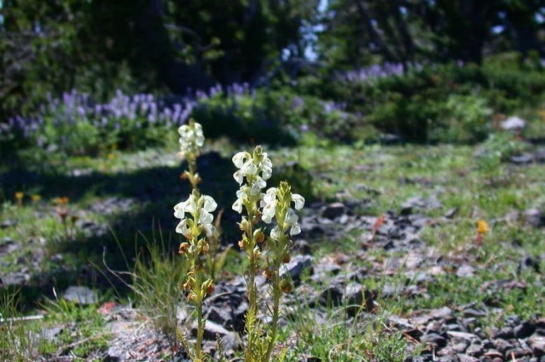Pedicularia 8